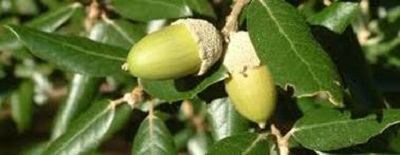 Cork tree acorns